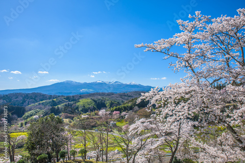 Adatara Mountain Range and sakura cherry blossoms in full bloom, Kasumiga-jo Castle Park, one of Japan's Top 100 Cherry Blossom Spots