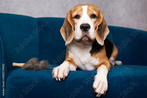 Beagle resting on a blue sofa next to a pile of shed fur and grooming brush, looking at camera.