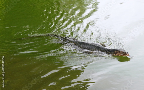 バンコク・ルンピニー公園　ミズオオトカゲ