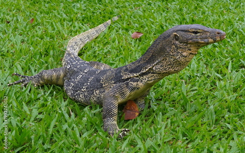 バンコク・ルンピニー公園　ミズオオトカゲ