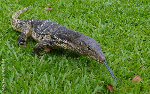 バンコク・ルンピニー公園　ミズオオトカゲ