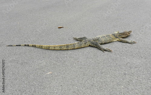 バンコク・ルンピニー公園　ミズオオトカゲ