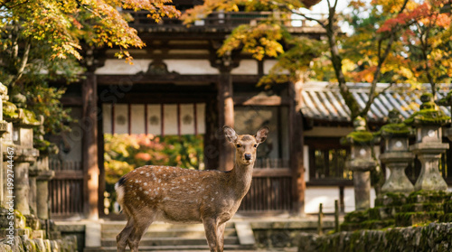 Sika Deer Near Ancient Japanese Temple Nara