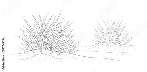 Black and white line of dune grass sand
