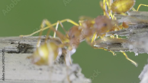 Macro shot of red ants walking across a cracked piece of wood slo motion