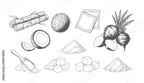 Hand drawn collection of sugar cane coconut and root vegetables