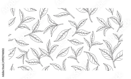 Hand drawn tea leaves pattern black and white
