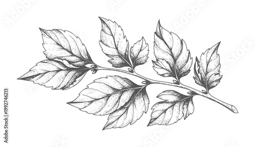 Monochrome of a delicate branch with multiple serrated leaves leaf botanical nature