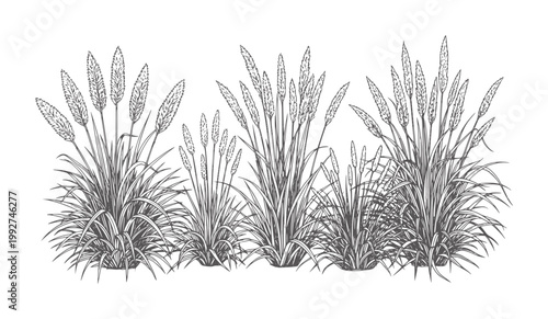 Of tall grass plumes and foliage in monochrome seed stalk