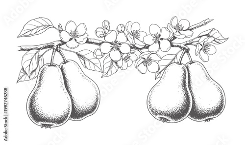 Pear tree branch with ripe pears and delicate blossoms fruit flower