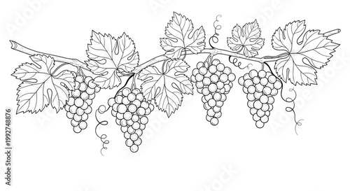 Artistic line drawing of a grapevine branch with lush leaves and bunches of ripe grapes for winery or botanical illustration purposes.