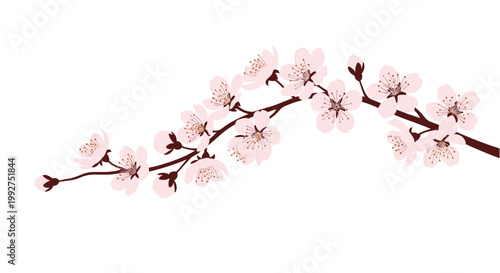Delicate cherry blossom branch adorned with soft pink flowers in full bloom, symbolizing spring and natural beauty on a white background.