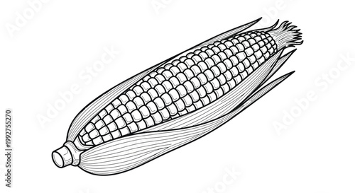 Detailed black and white illustration of a single ear of corn