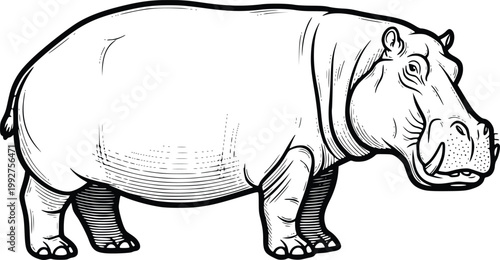 Hand Drawn Hippopotamus Vector Illustration Vintage Engraving Style