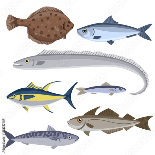 vector drawing commercial fishes isolated at white background, hand drawn illustration