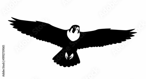 Falcon flying with spread wings soaring predator bird vector illustration on white background art.