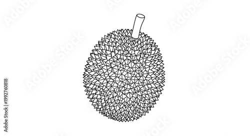 Durian fruit line art drawing illustration isolated on white background.