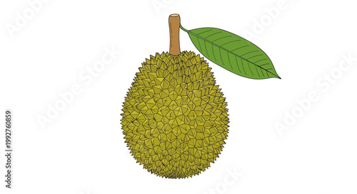 Durian fruit with green leaf isolated on white background.