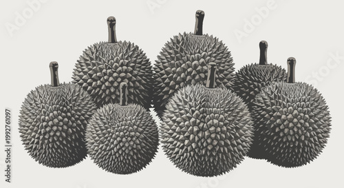 Group of Fresh Durian Fruits with Spiky Shells.