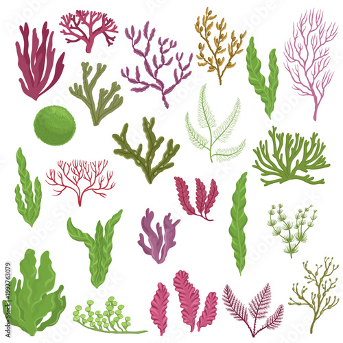 Vector drawing sea weed, red, green and brown algaes, hand drawn illustration