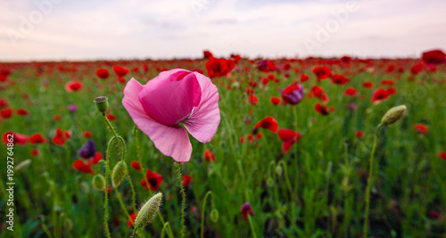 Obraz na płótnie Floral background with red and pink wild poppies, Papaver somniferum, in early s