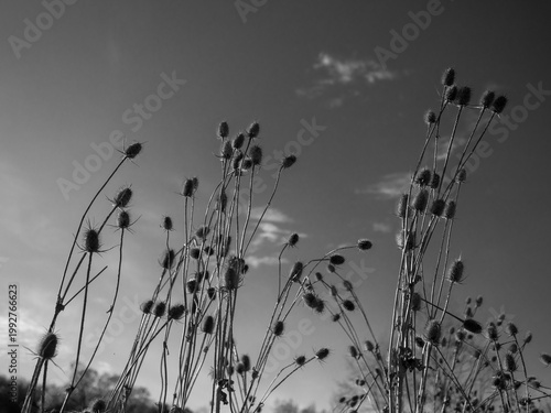 Foto Black and white photo of dry teasel plants silhouetted against sky with light clouds, minimal composition with copy space and natural plant detail