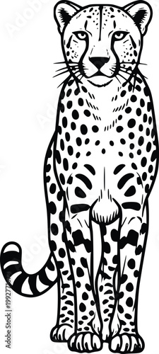 Cheetah Full Body Front View Hand Drawn Vector Line Art Black and White Illustration