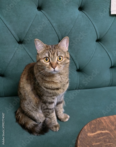 Curious tabby cat with bright amber eyes sitting patiently on a plush green tufted chair