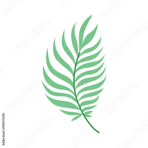 Green tropical feather palm leaf isolated on white background, minimalist botanical branch for summer wedding decor and organic branding
