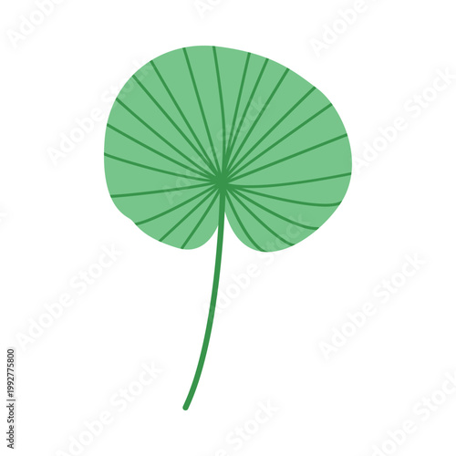 Single green fan palm leaf isolated on white background, minimalist botanical foliage element for logo design and summer branding stationary
