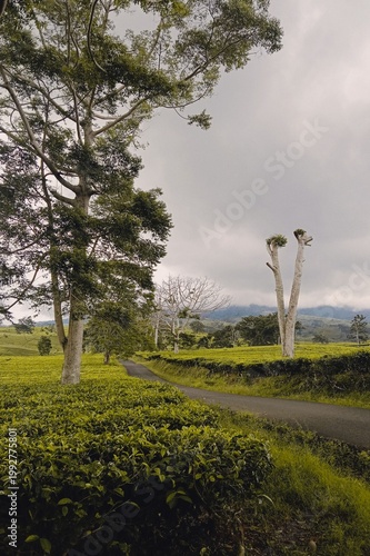 Foto landscape with trees