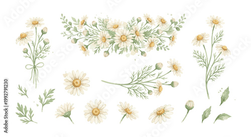 Watercolor Chamomile Flowers Botanical Illustration Set.