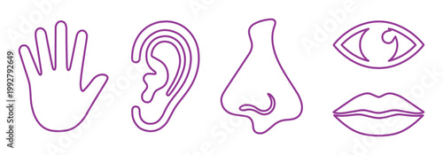五感のシンプルラインアイコンセット、手、耳、鼻、目、口のミニマルな紫色のベクターイラスト、感覚表現のグラフィック素材