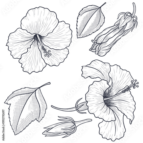 vector drawing hibiscus flower, bud and leaves isolated at white background, hand drawn illustration, floral element
