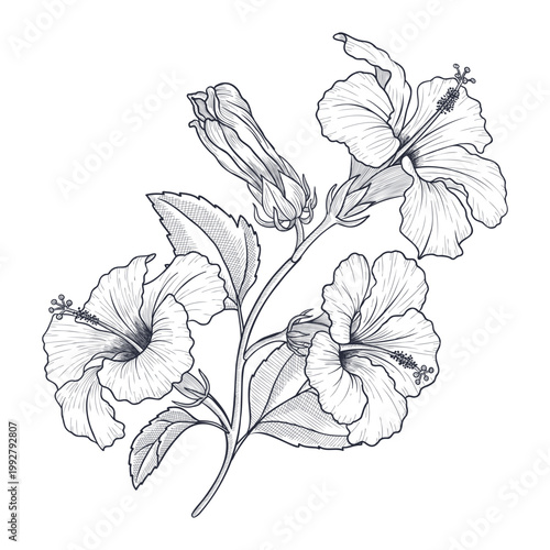 vector drawing hibiscus flower isolated at white background, hand drawn illustration, floral element