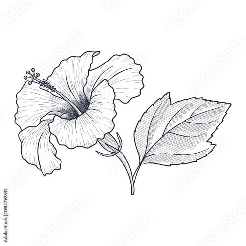 vector drawing hibiscus flower isolated at white background, hand drawn illustration, floral element