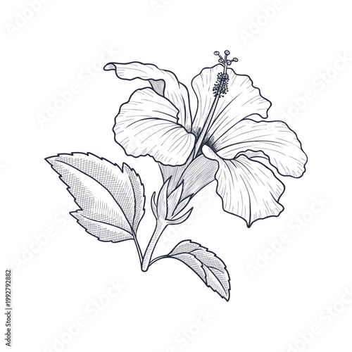 vector drawing hibiscus flower isolated at white background, hand drawn illustration, floral element