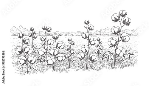 Field of ripe cotton bolls with a distant treeline and mountains plant agriculture