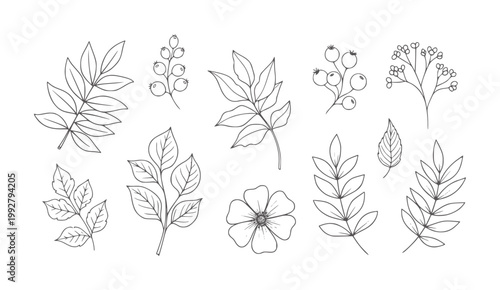 Hand drawn botanical with leaves berries and flower leaf berry nature