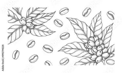 Hand drawn coffee beans and branches with leaves white plant