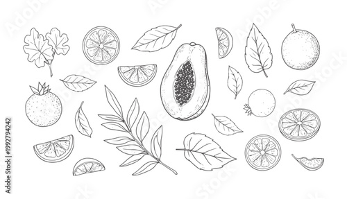 Hand drawn collection of fruits and leaves in black and white style papaya orange