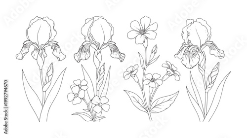 Line of iris and small flowering plants botanical
