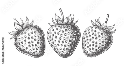 Three hand drawn strawberries with seeds and leaves strawberry fruit food vintage