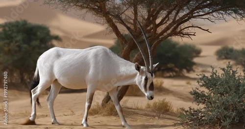 White oryx standing in desert landscape.