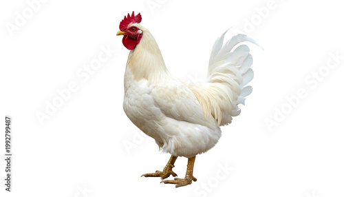 A proud, fully-white rooster stands against a stark black background, showcasing its vibrant red comb and wattles. Its feathers appear soft