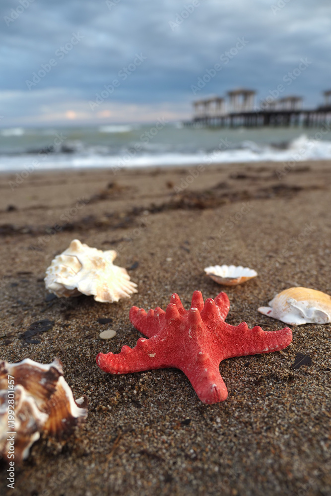 Fototapeta premium Bright starfish and shells on the sandy beach
