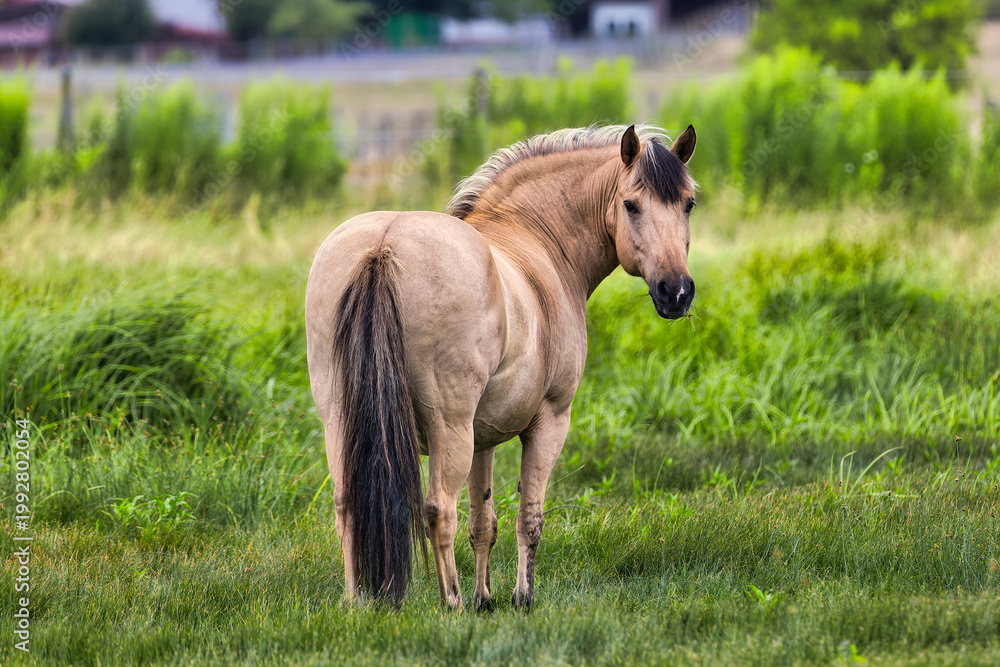 Fototapeta premium Norwegian Fjord horse standing on a green summer pasture looking back at camera
