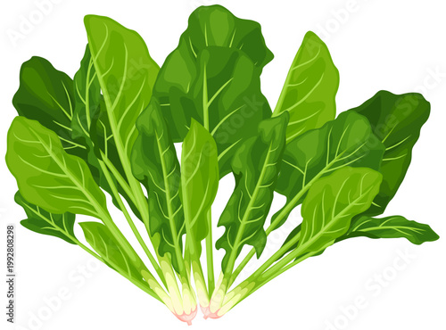 ほうれん草の束