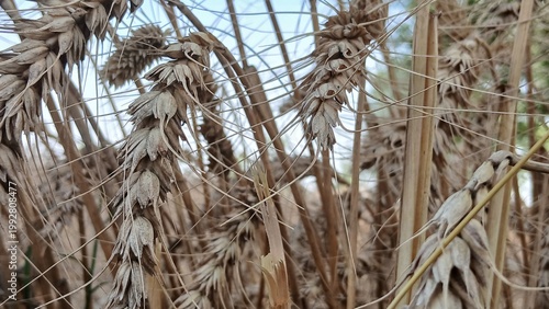Bild auf Leinwand Wheat crops