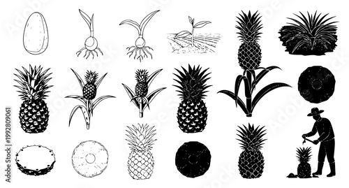 Comprehensive collection of pineapple plant growth stages including fruit cultivation harvesting and farming processes in black and white vector art